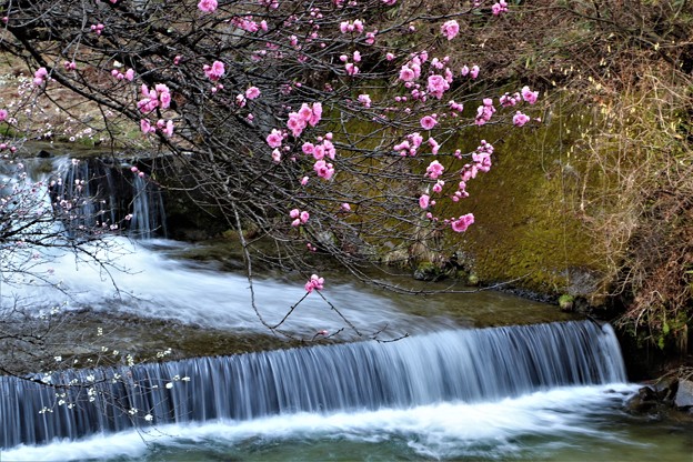百々目木川と花桃