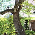 巨樹モクゲンジ