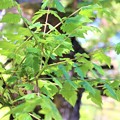 モクゲンジの葉