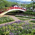 写真: 賀茂花しょうぶ園