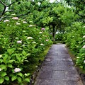 写真: 参道に咲くアジサイ