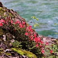 渓流の咲く岩ツツジ