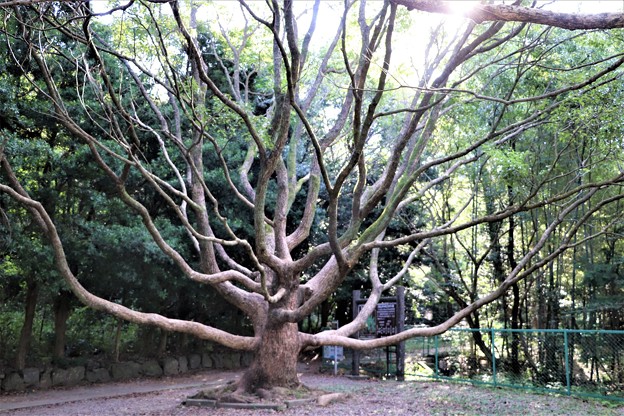 写真: タブの大木の枝振り