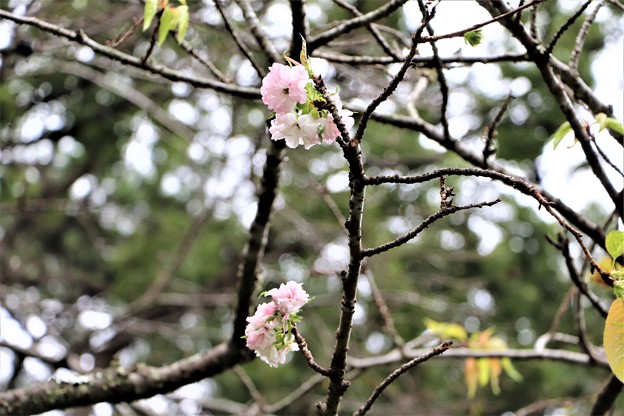 写真: 桜・春日井