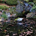 写真: 庭園の池