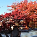 写真: 温泉寺の紅葉