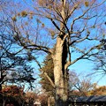 欅の大樹