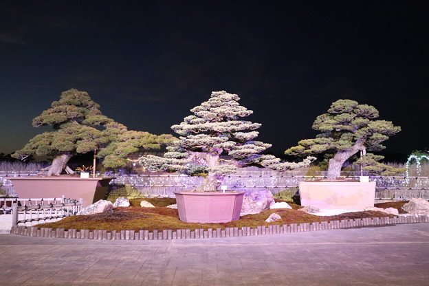 写真: 五葉松の大盆栽展