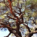 写真: 枝ぶりの見事な赤松