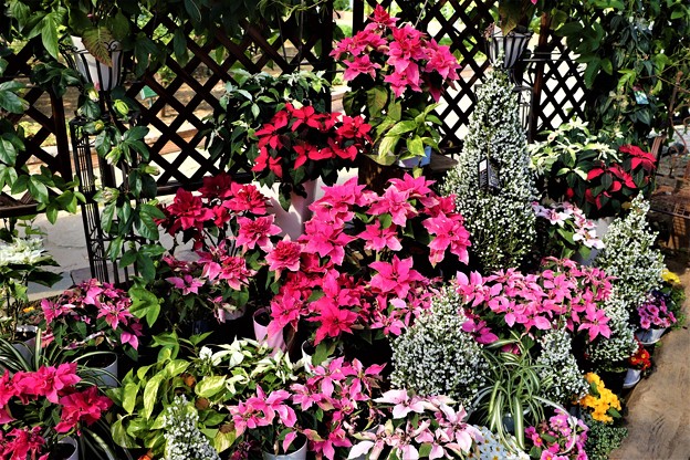 写真: ポインセチア花壇