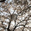 桜の屋根を見上げて