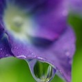 紫陽花と雫6