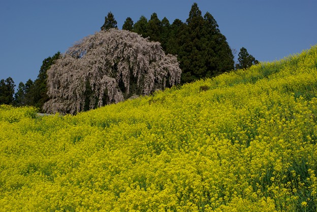 写真: 合戦場の枝垂れ桜8