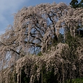 写真: 合戦場の枝垂れ桜5