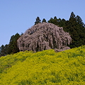 写真: 合戦場の枝垂れ桜4