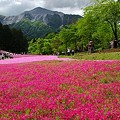 Photos: 羊山公園芝桜24