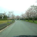 写真: 南公園墓地の桜・・・