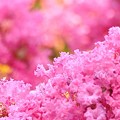 写真: 桜でんぶ・・？