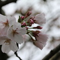 写真: 0401 桜 (1)