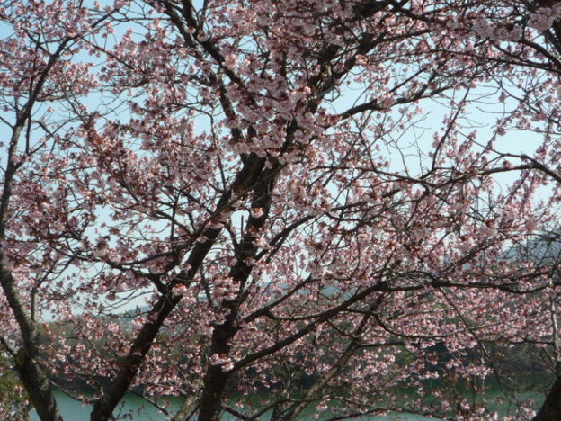 写真: 寒桜 (3)