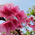 写真: 葉桜