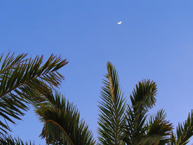 写真: 椰子と月