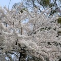 彦根　桜