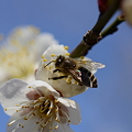 写真: ミツバチ科　ニホンミツバチ♀