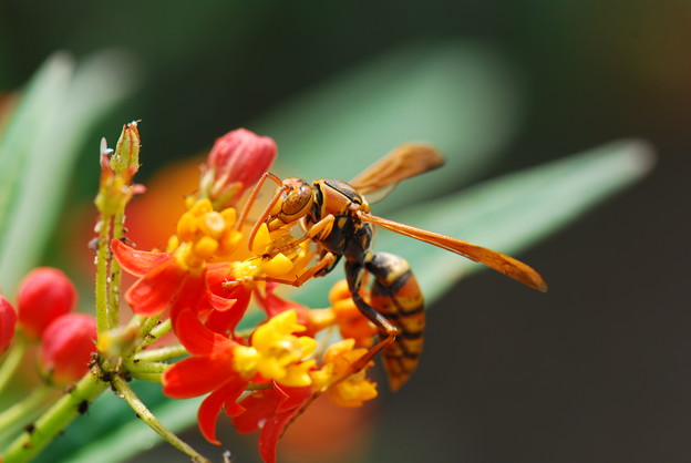 写真: スズメバチ科　ヤマトアシナガバチ