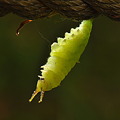 写真: タテハチョウ科　ゴマダラチョウの前蛹
