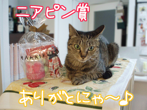写真: 080718-【猫アニメ】ニアピン賞、ありがとにゃ！