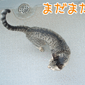写真: 080719-2【猫アニメ】やせっぽっちにゃ！