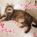111208-【猫アニメ】目線もポーズも完璧にゃ！
