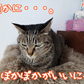 Photos: 120229-【猫アニメ】雪にゃ！