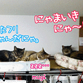 Photos: 120522-【猫アニメ】世紀の大イベントにゃ！！