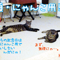120622-【猫アニメ】恒例・シャンパンでお祝いにゃ？！ (=｀ェ´=)ﾆｬｯ