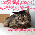 Photos: 120702-【猫アニメ】やる気にゃしにゃ・・・。