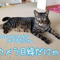Photos: 120704-【猫アニメ】キジトラチーム☆やる気にゃ！