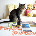 120705-【猫アニメ】グアムのお土産にゃ！