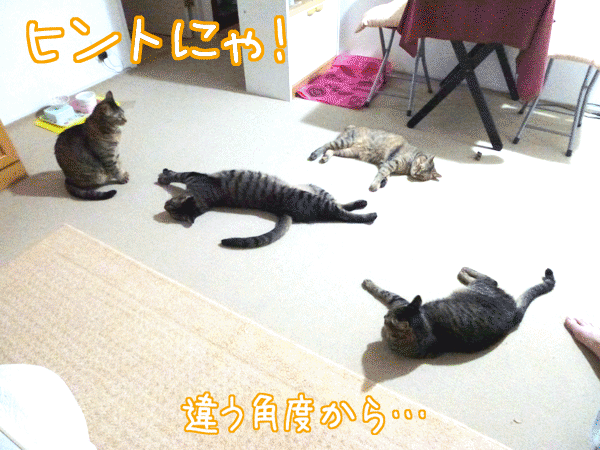 Photos: 120708-【猫クイズ】奇跡のショットにゃ！〜解答編
