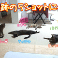 120708-【猫クイズ】奇跡のショットにゃ！〜解答編