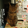 写真: 081127-【猫アニメ】ご愁傷さまにゃ〜