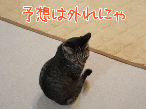 写真: 081219-2-【猫アニメ】特別ルールにゃ