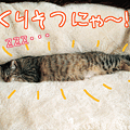 写真: 090207-【猫アニメ】くりそつにゃ！？