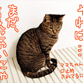 写真: 090226-【猫アニメ】まだ、にゃいしょにゃ〜！