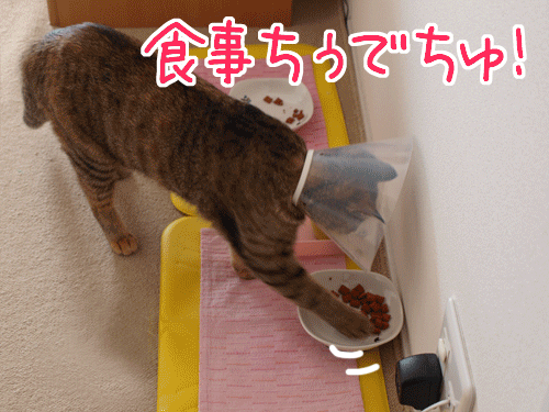 090404-【猫アニメ】チビらぶ、ダイエットにゃ？！