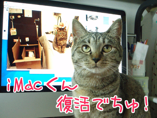 写真: 090425-【猫アニメ】おかえり、iMacくんにゃ！