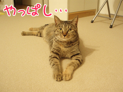 写真: 090625-【猫アニメ】ごめんにゃ〜！