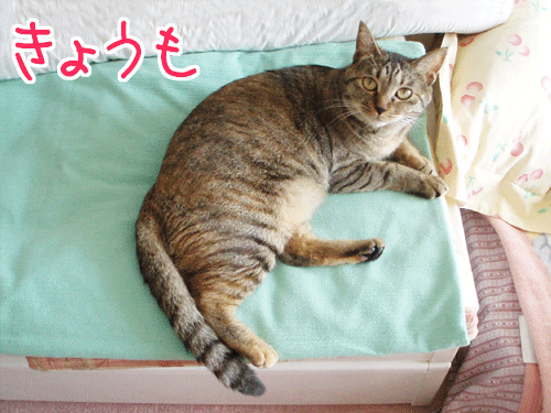 写真: 090628-【猫アニメ】お休みモードにゃ・・・