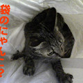 写真: 2005/9/22【猫写真】袋のにゃんこにゃ！？
